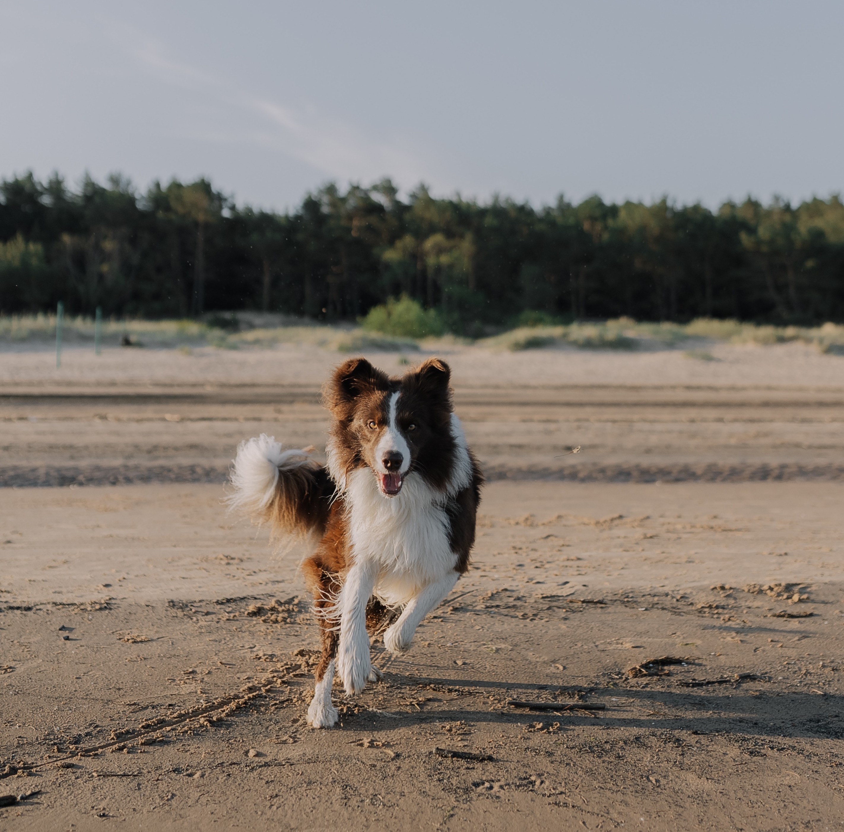 pexels-elina-volkova-16945768 hond.jpg