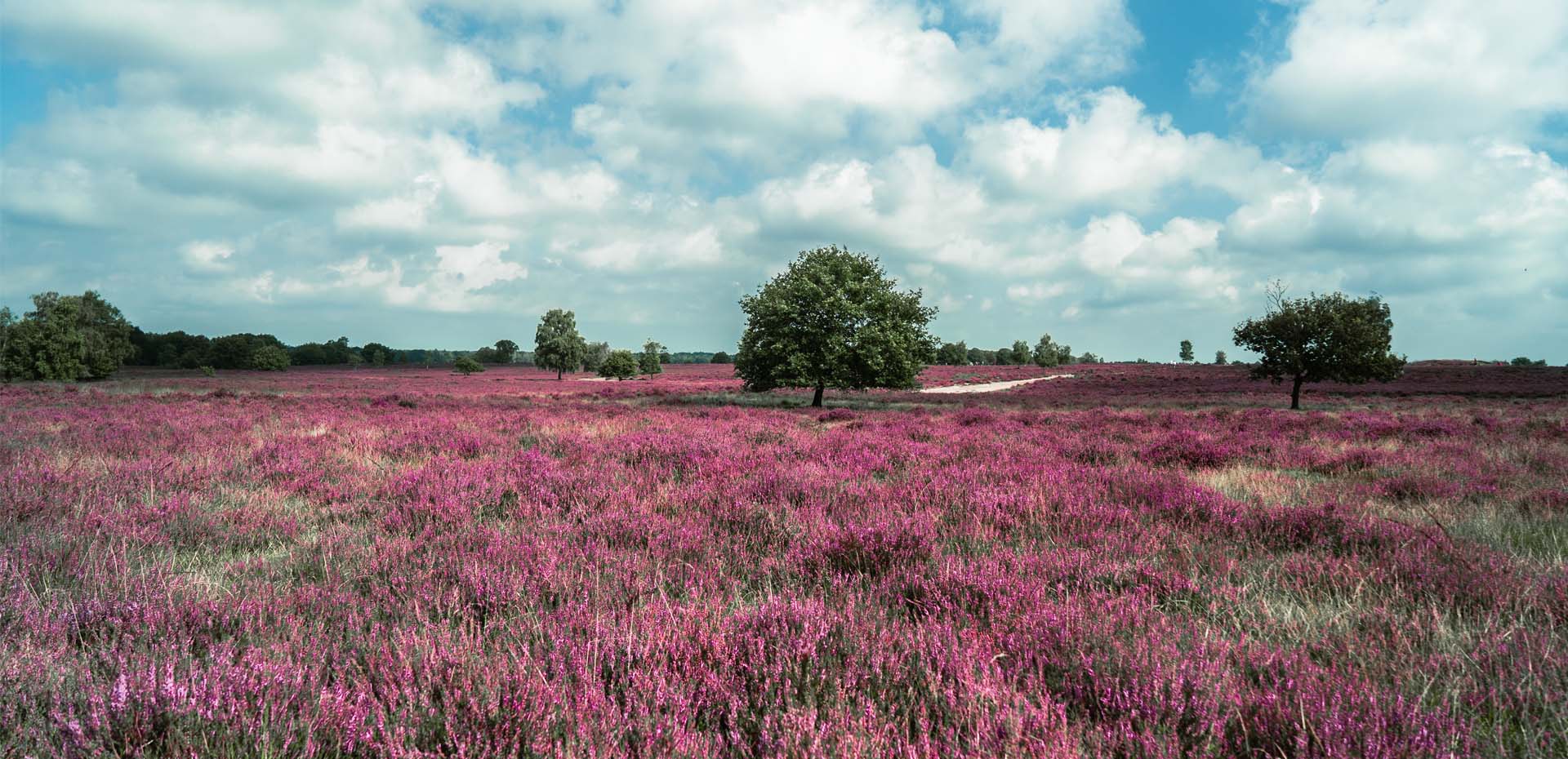 Paarse heide - Veluwe Hotel De Beyaerd.jpg