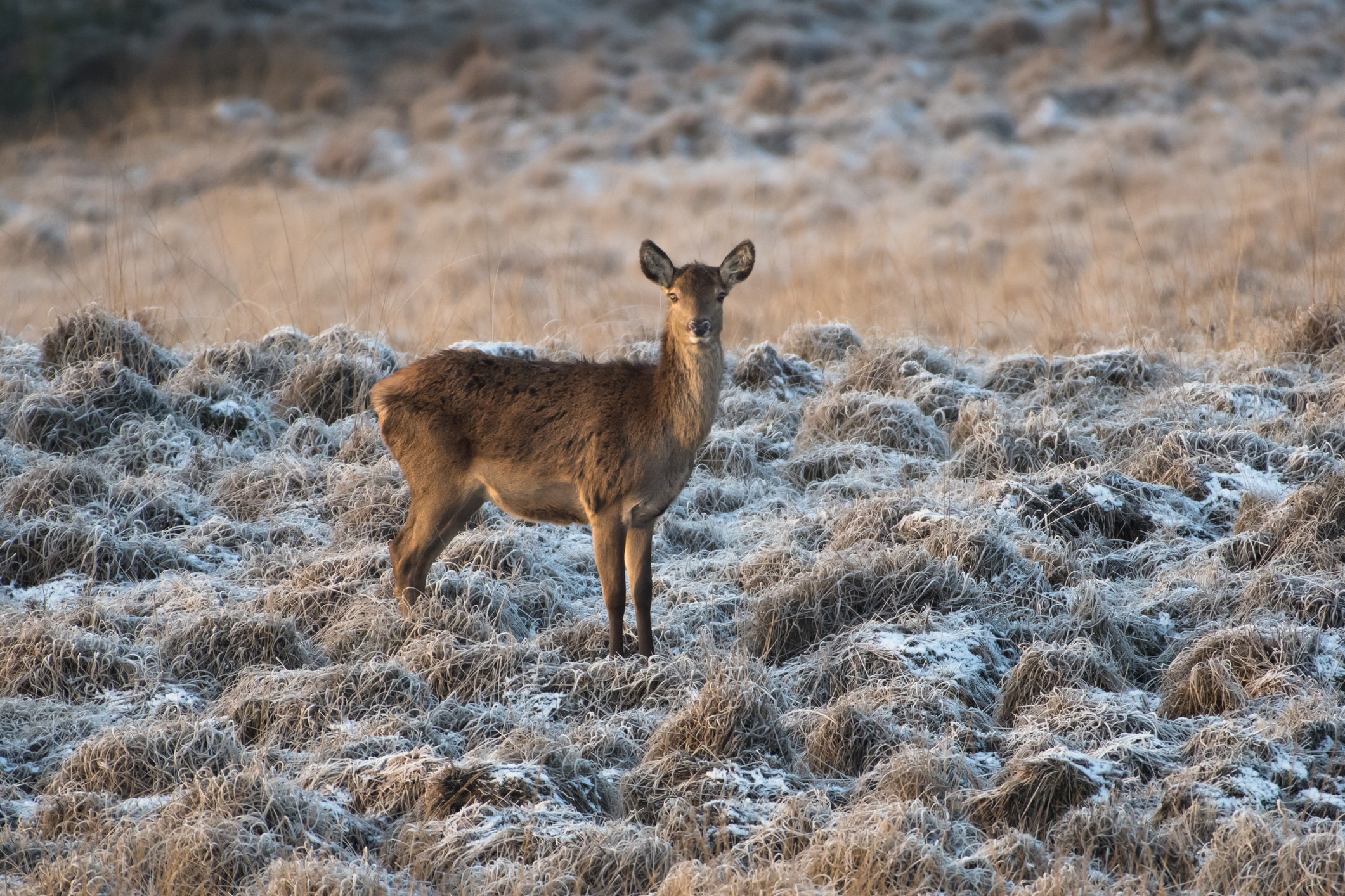 Winter veluwe.jpg