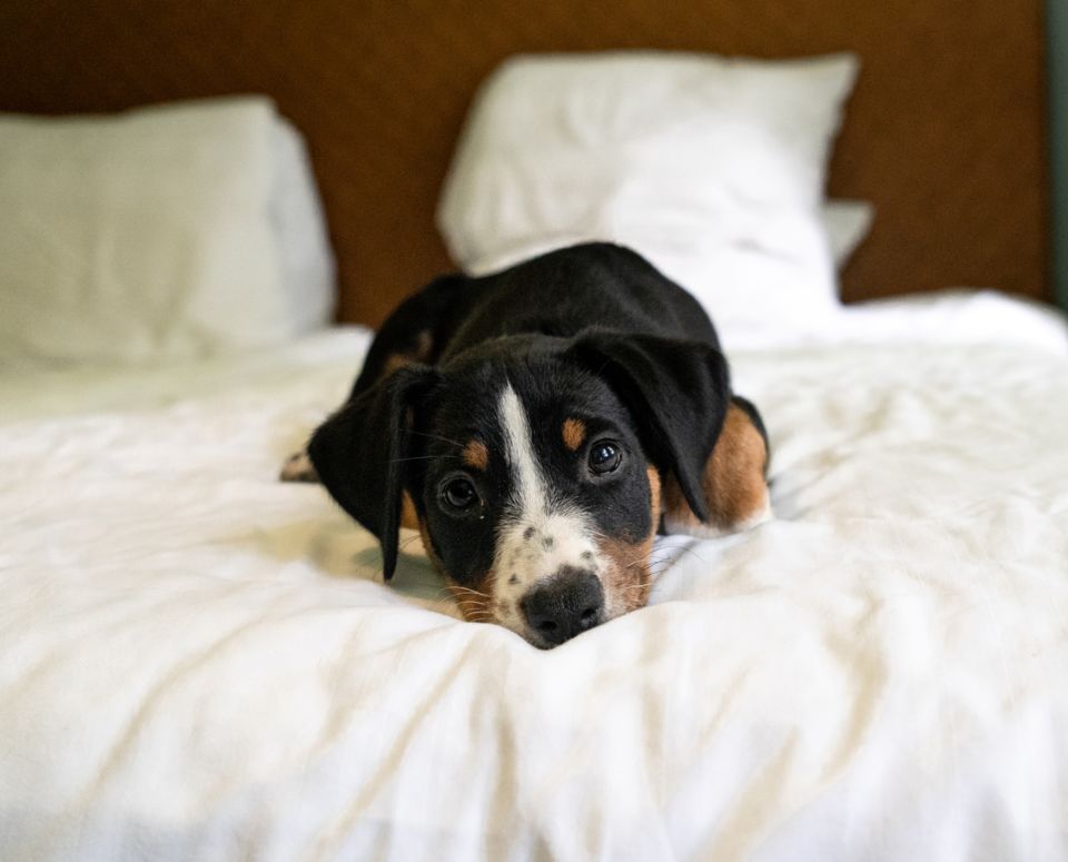 Veluwe Hotel De Beyaerd - Comfy Room.jpg
